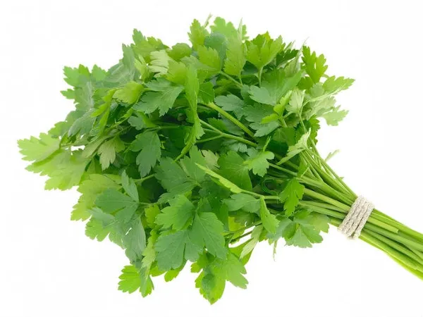Salsa Molho